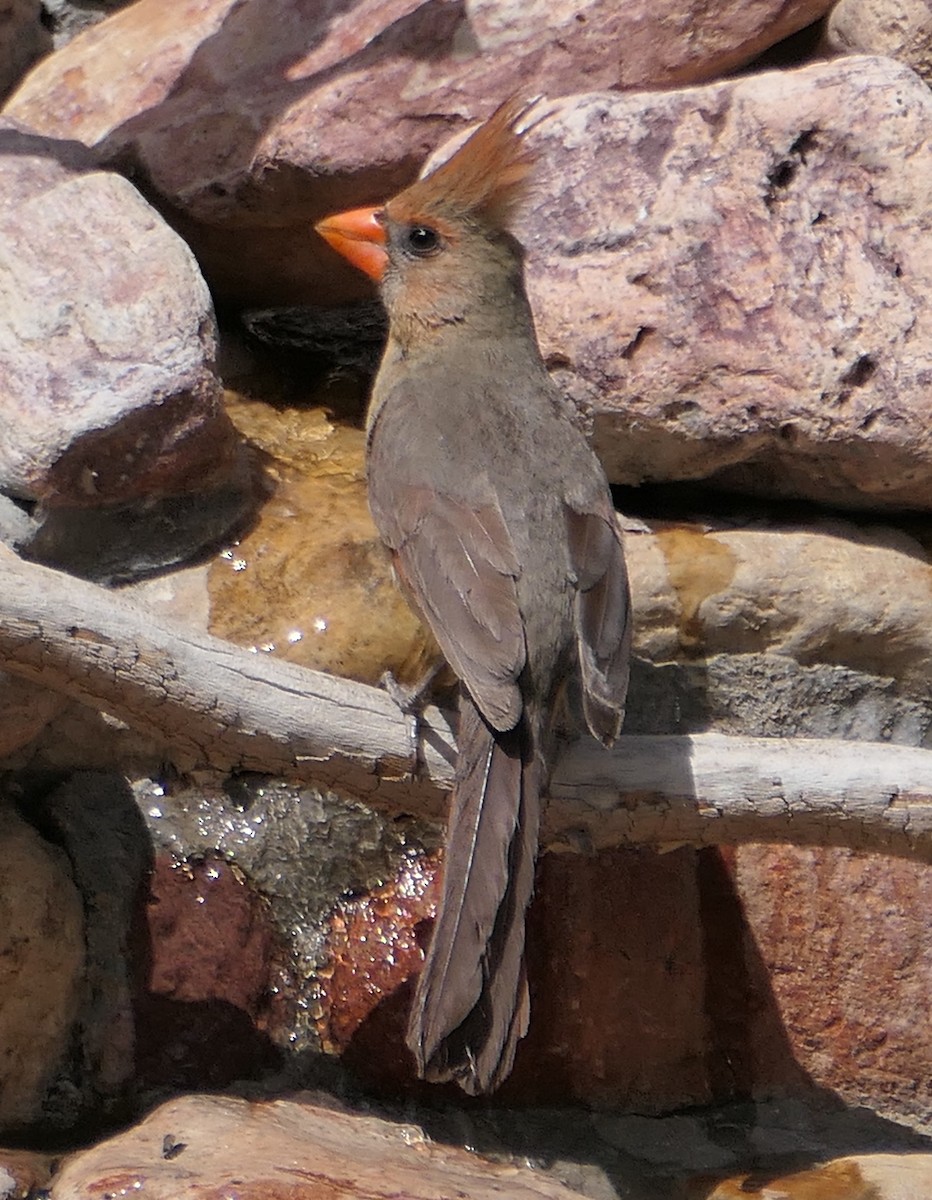 Northern Cardinal - Melanie Barnett