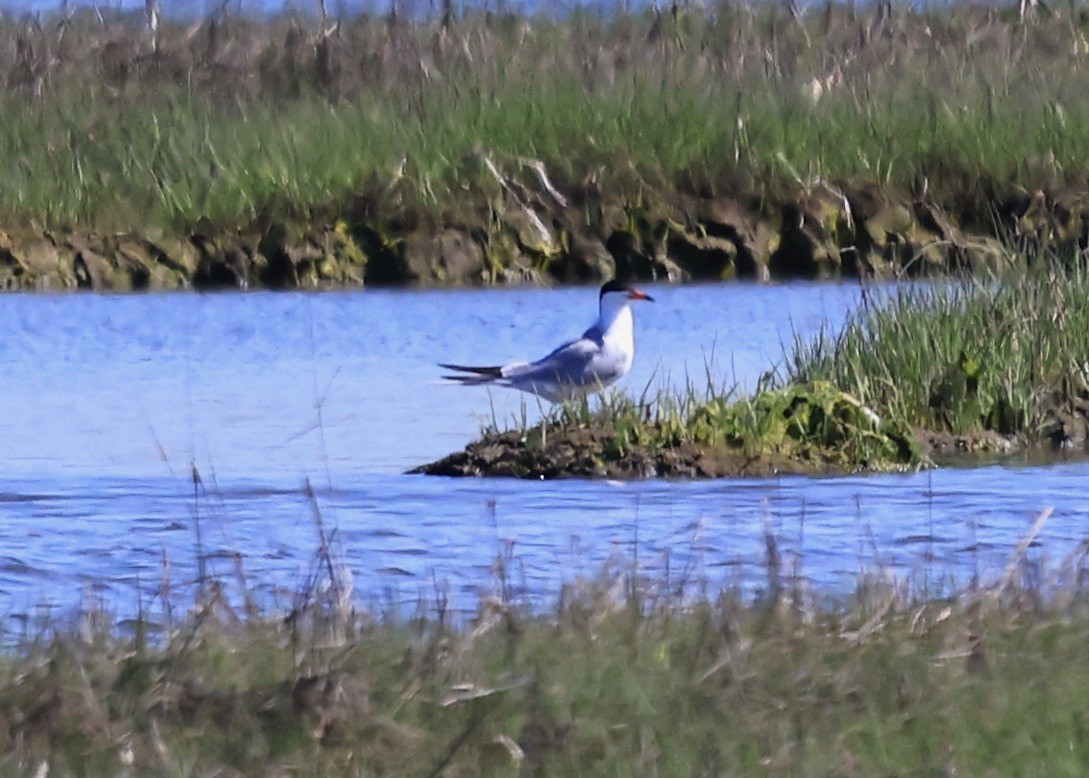 Common Tern - Betsy Staples