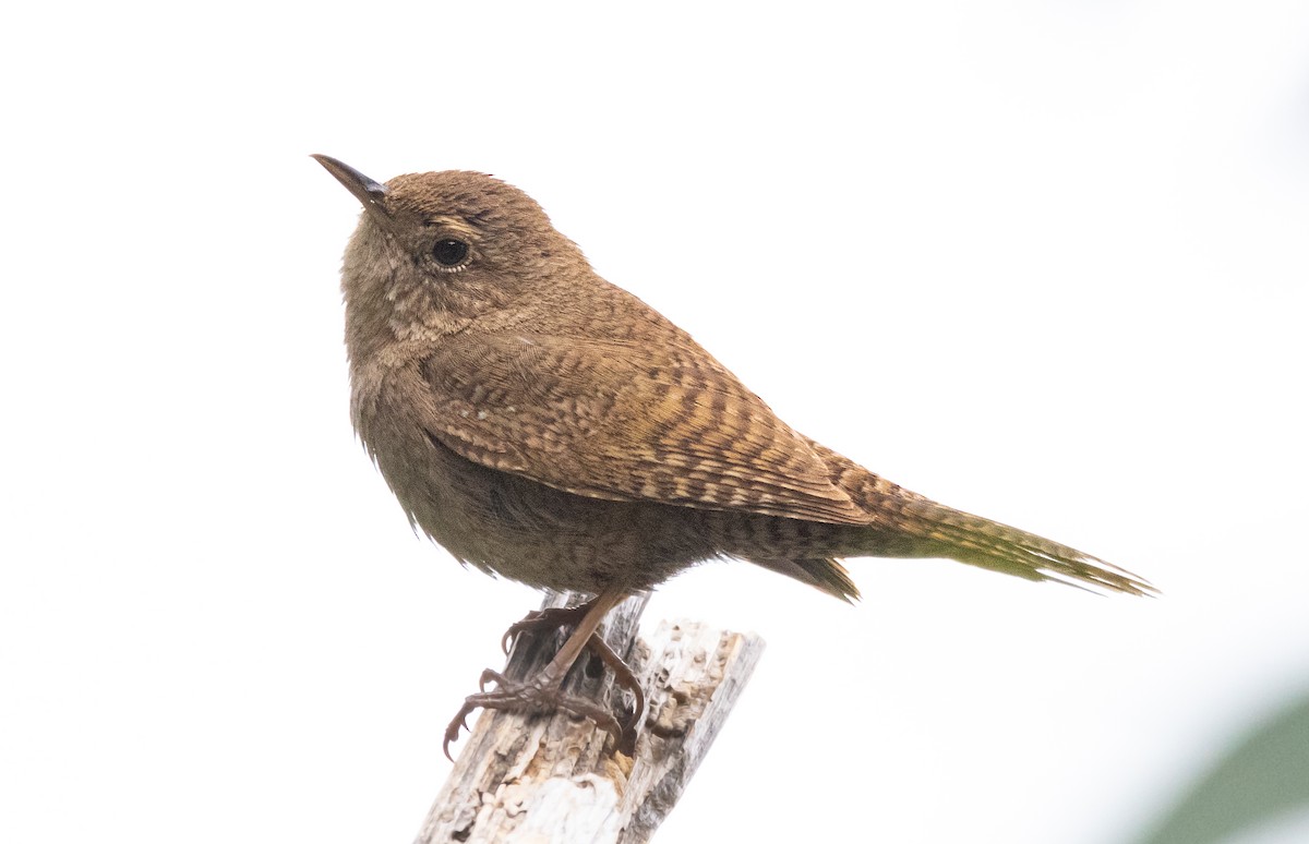 House Wren - Timothy Aarons