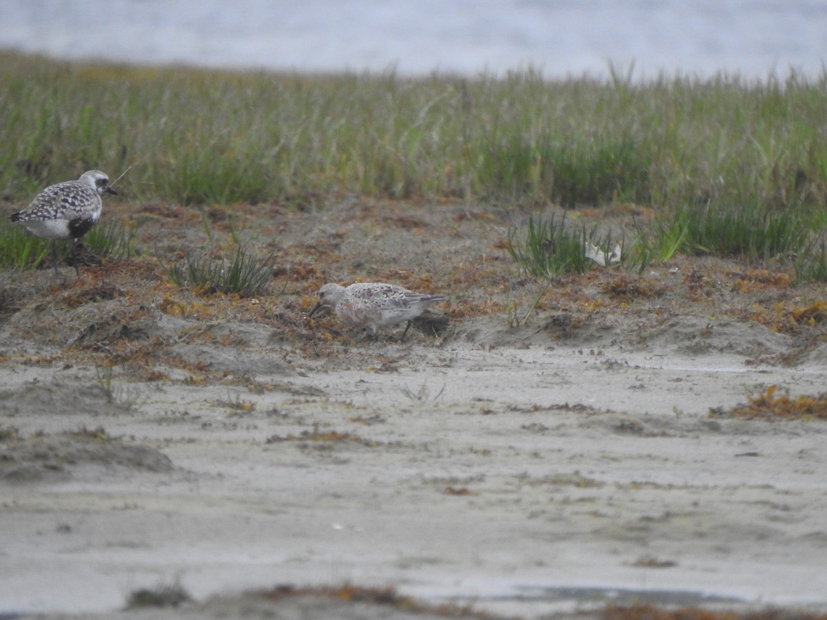 Red Knot - ML619599078