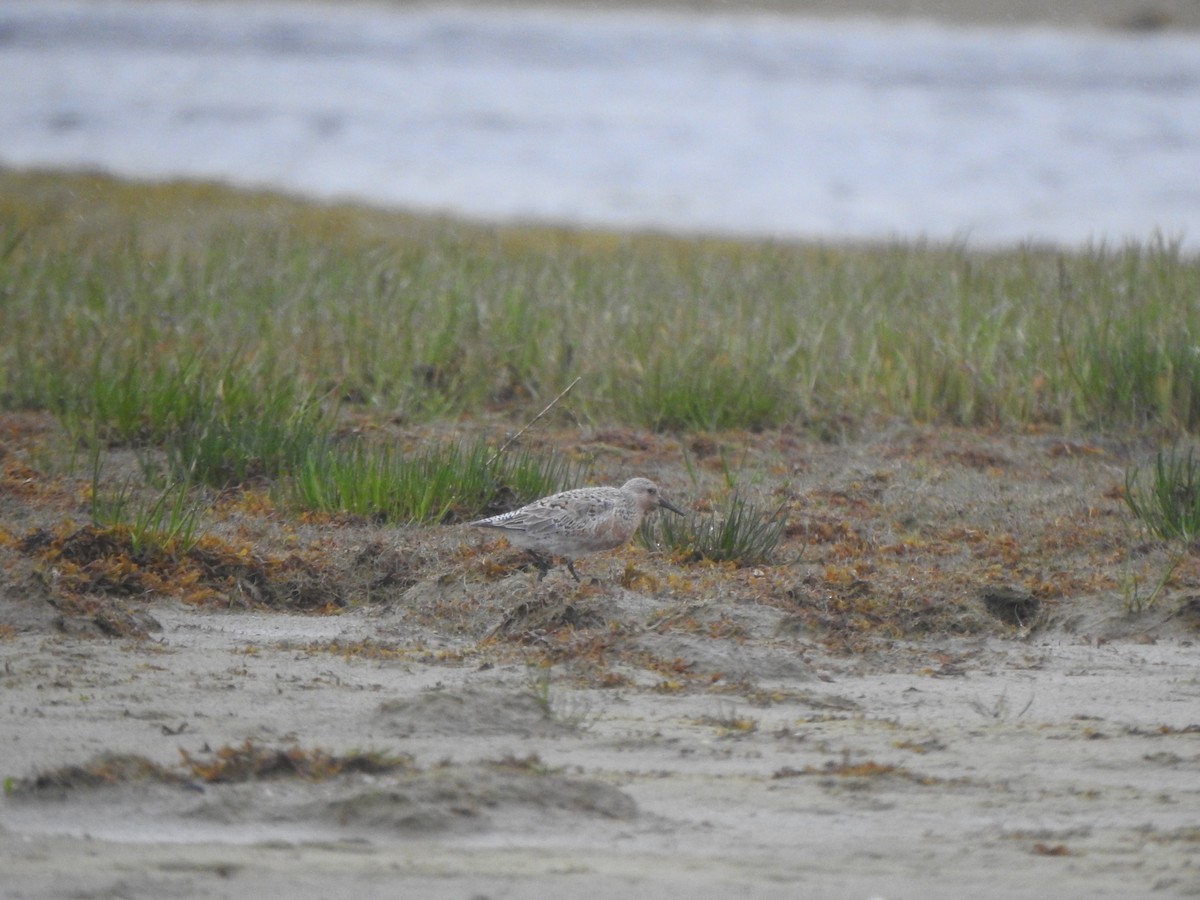 Red Knot - Bev Agler