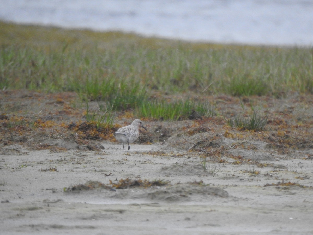 Red Knot - ML619599080