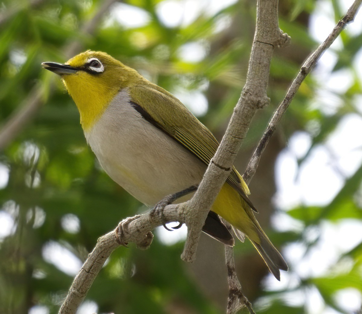 Swinhoe's White-eye - DAB DAB