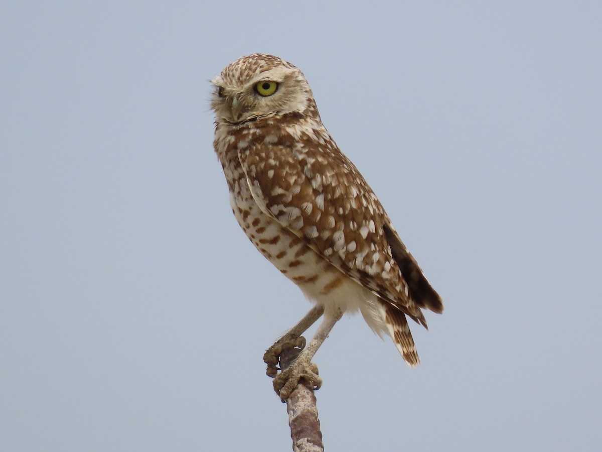 Burrowing Owl - karen pinckard