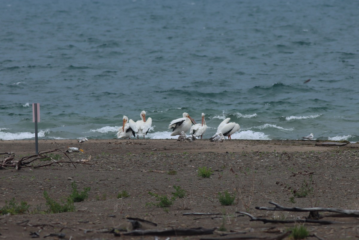 pelikán severoamerický - ML619599097