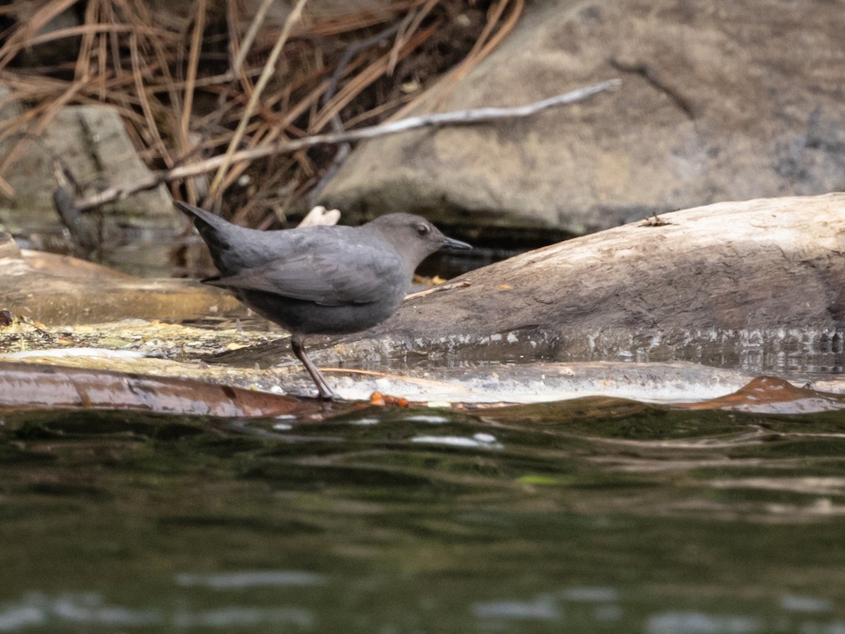 American Dipper - Nancy Schutt