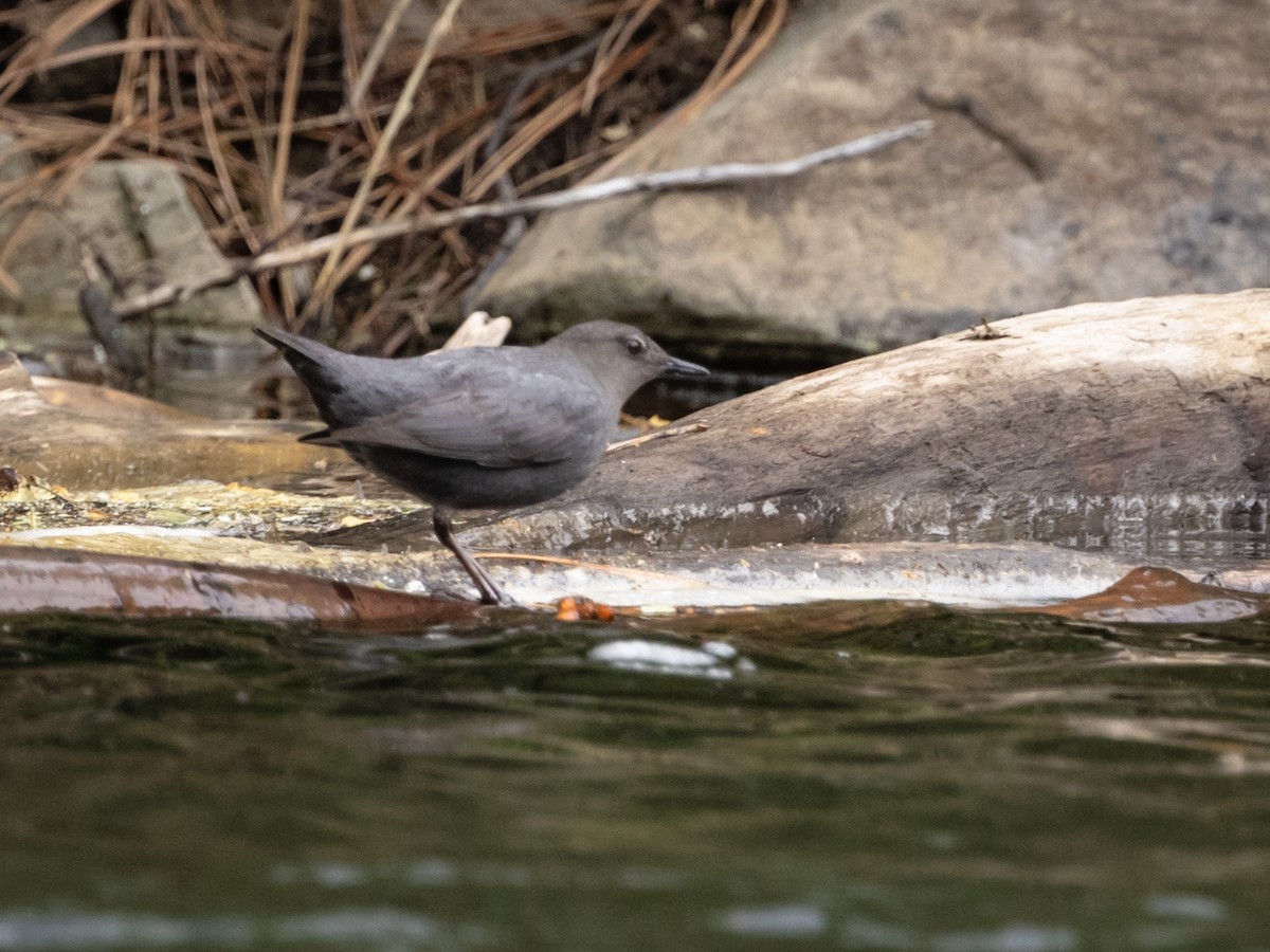 American Dipper - Nancy Schutt