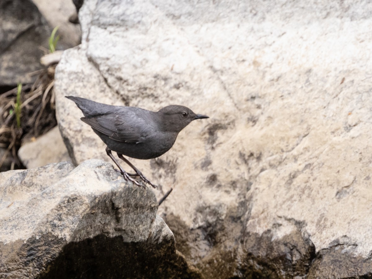 American Dipper - Nancy Schutt