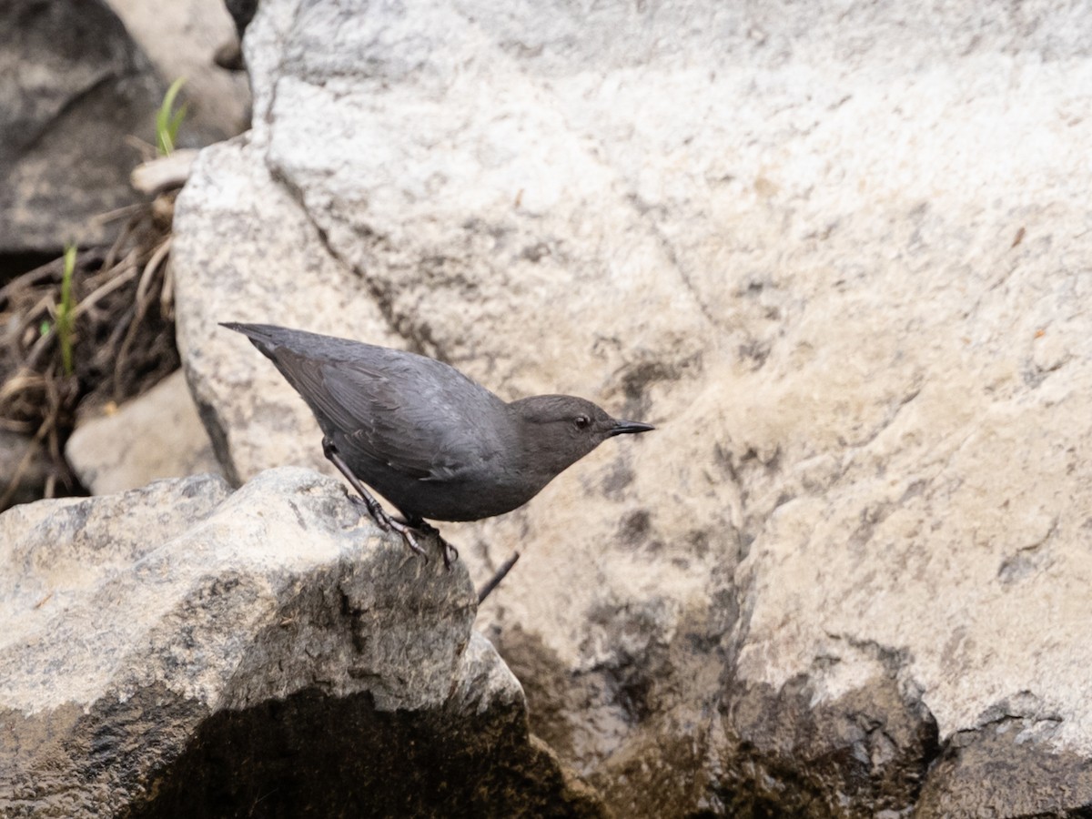 American Dipper - Nancy Schutt