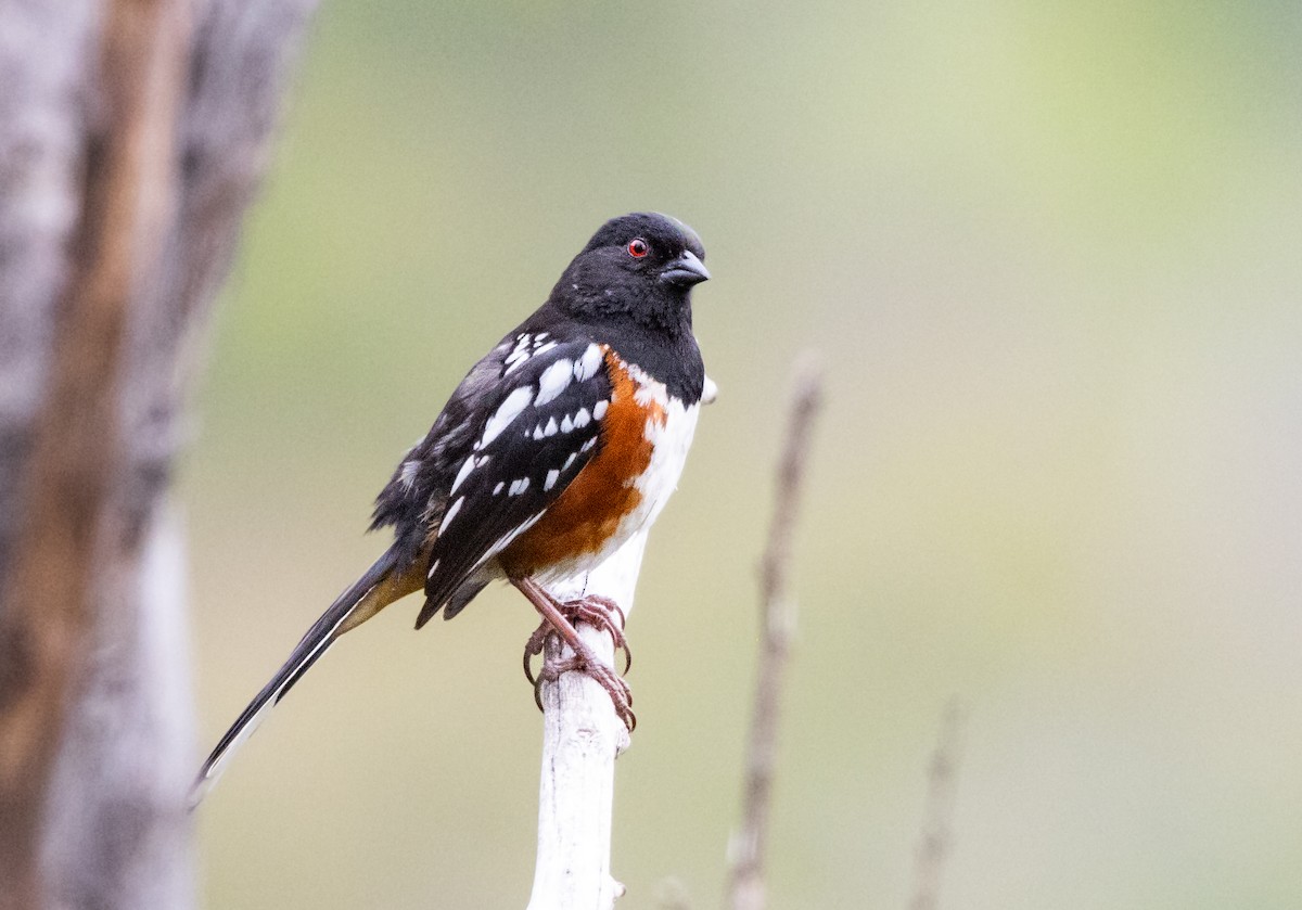 Spotted Towhee - Timothy Aarons