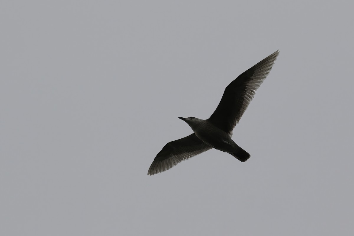 Gaviota (Larus) sp. - ML619599109