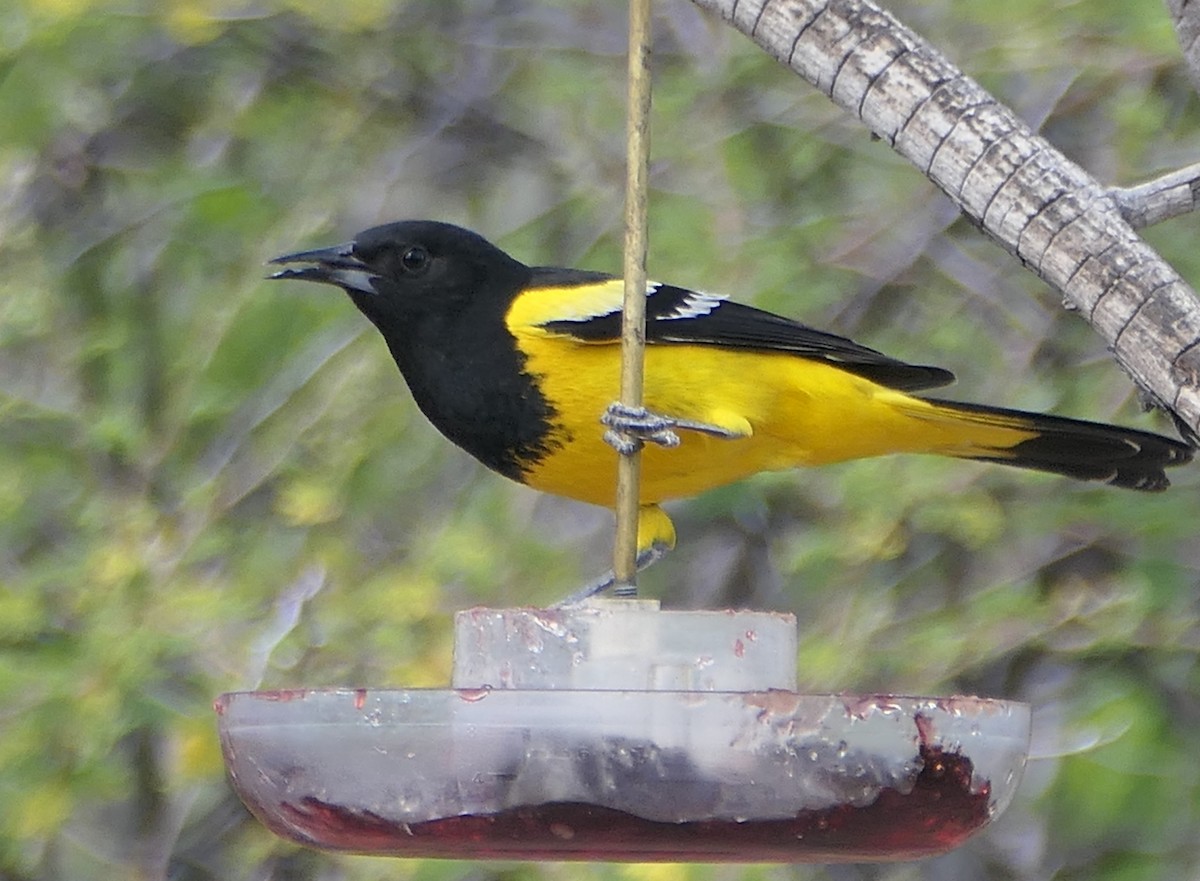 Scott's Oriole - Melanie Barnett