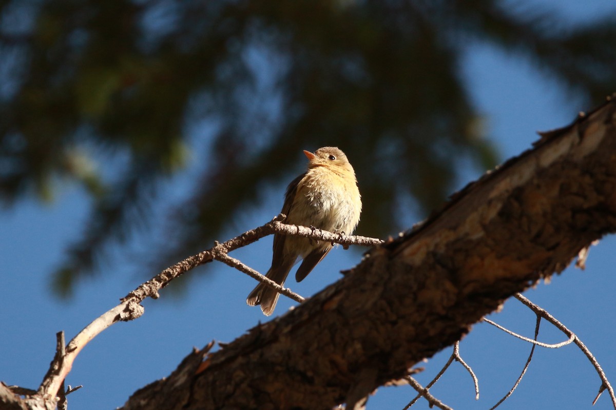 Buff-breasted Flycatcher - Jesse Pline