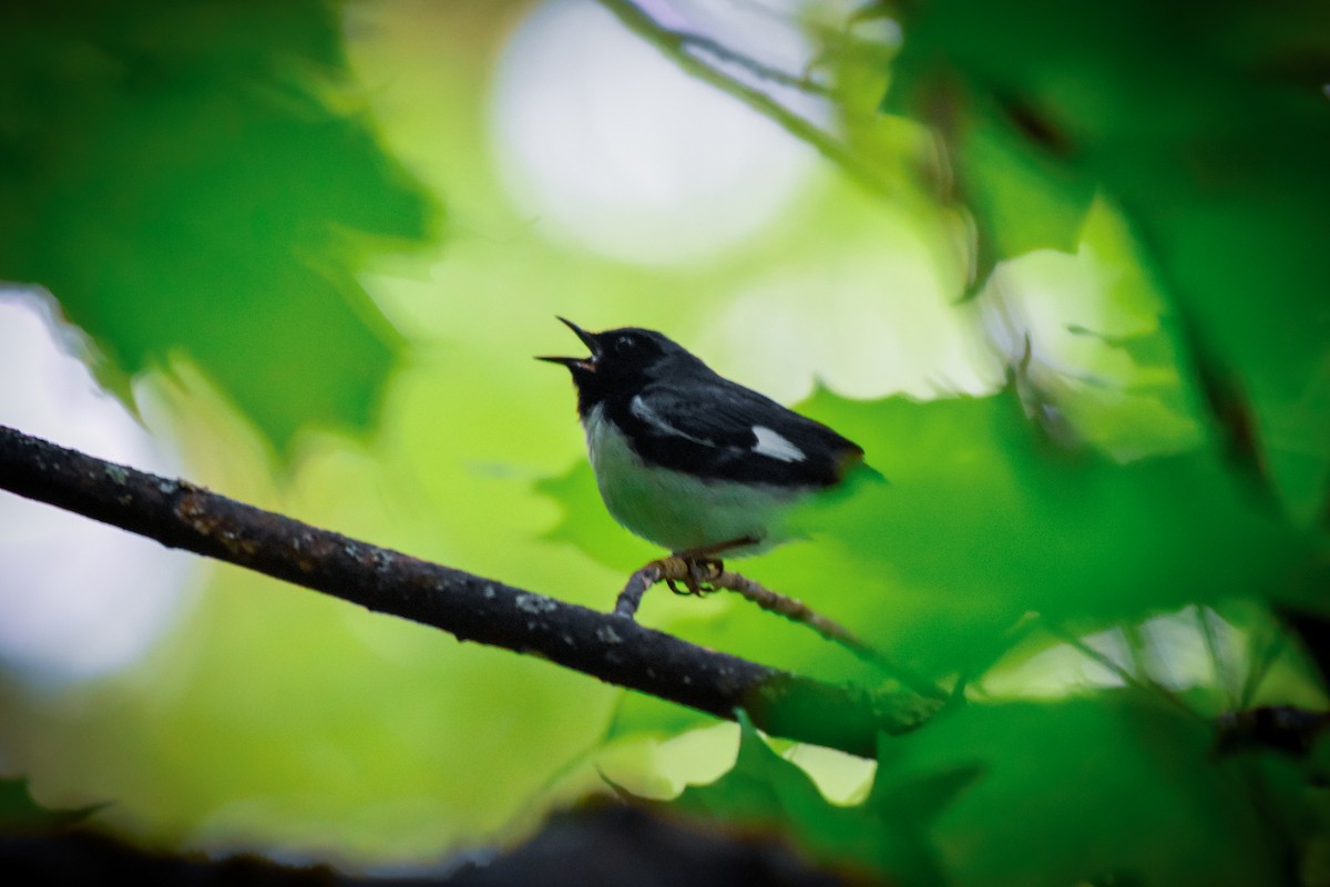 Black-throated Blue Warbler - Garry Waldram