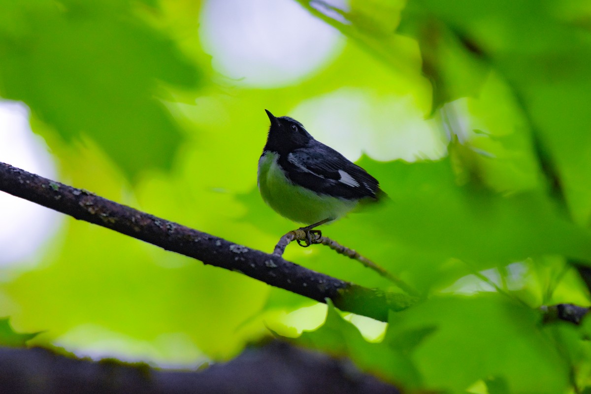 Black-throated Blue Warbler - Garry Waldram