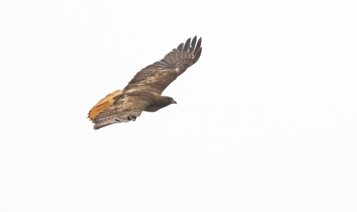 Red-tailed Hawk - Timothy Aarons