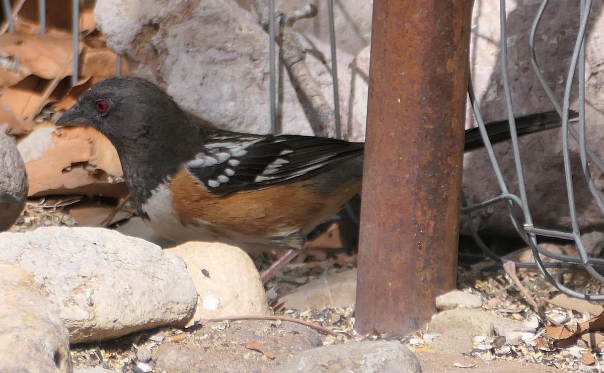 Spotted Towhee - Melanie Barnett