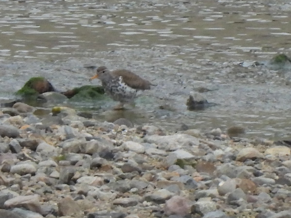 Spotted Sandpiper - Kiandra Mitchell