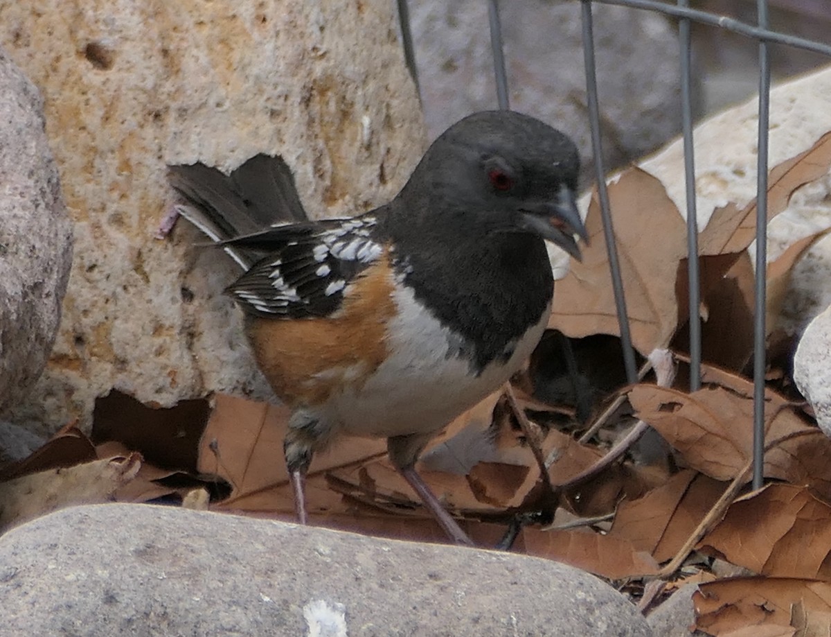 Spotted Towhee - Melanie Barnett