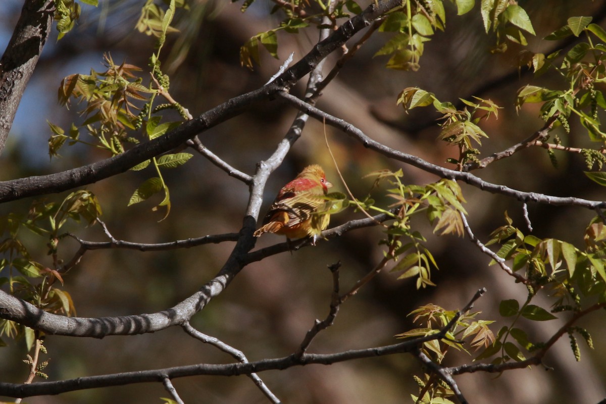 Summer Tanager - Jesse Pline