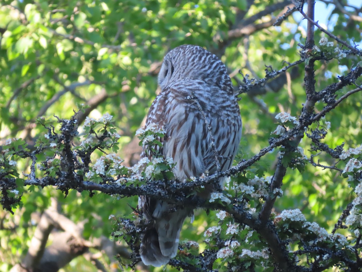 Barred Owl - Gabriel LeRoy