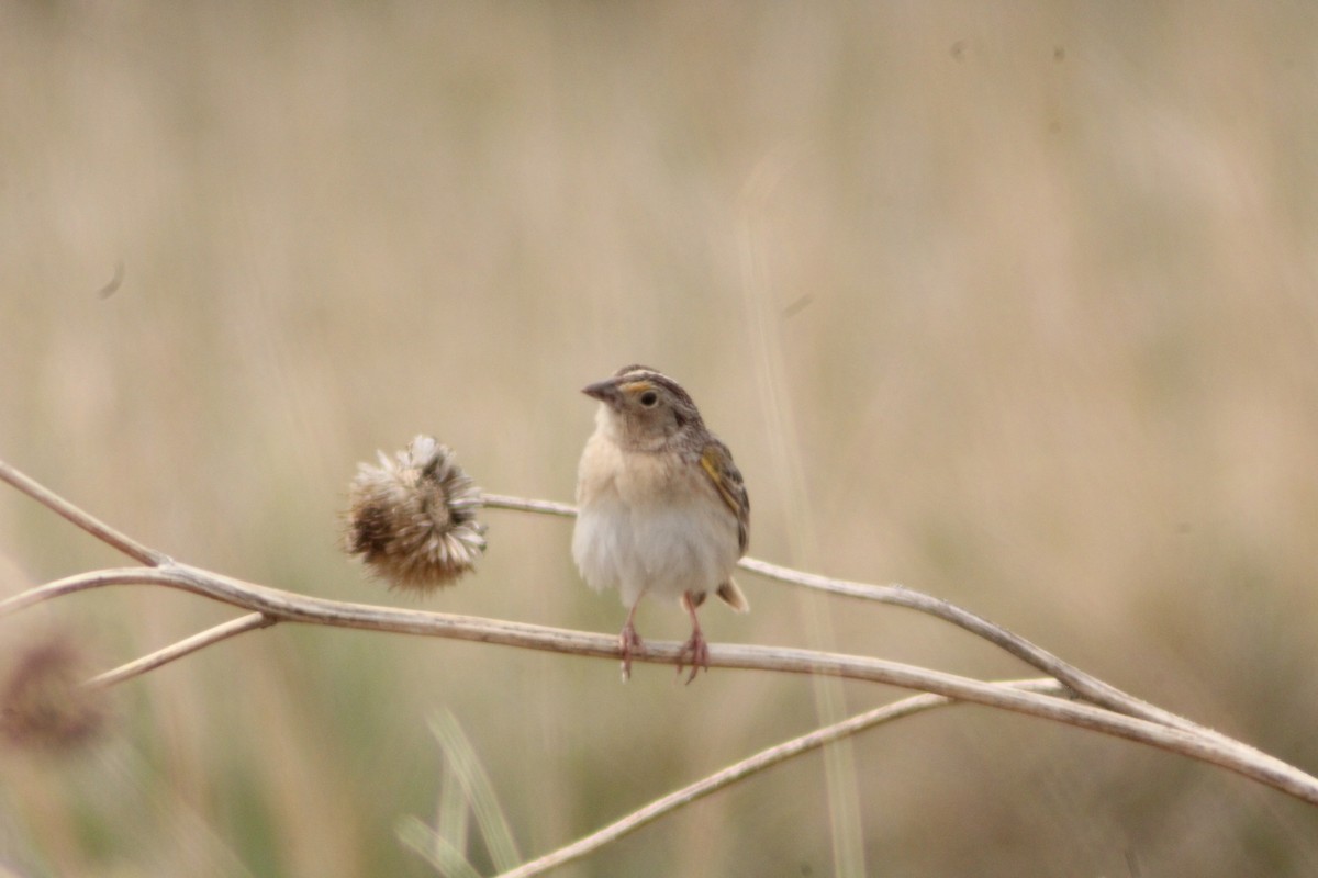 Grasshopper Sparrow - Andrew Schmalfuss