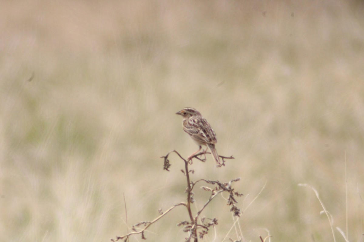 Grasshopper Sparrow - Andrew Schmalfuss