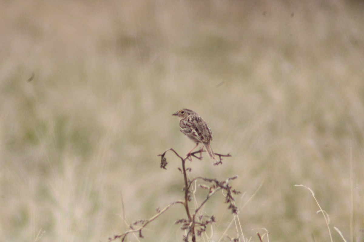 Grasshopper Sparrow - Andrew Schmalfuss