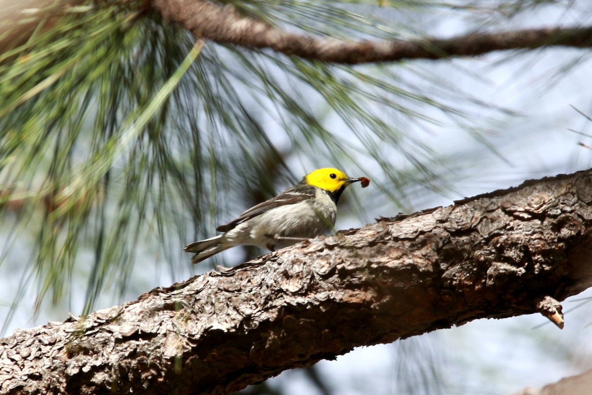 Hermit Warbler - Jesse Pline