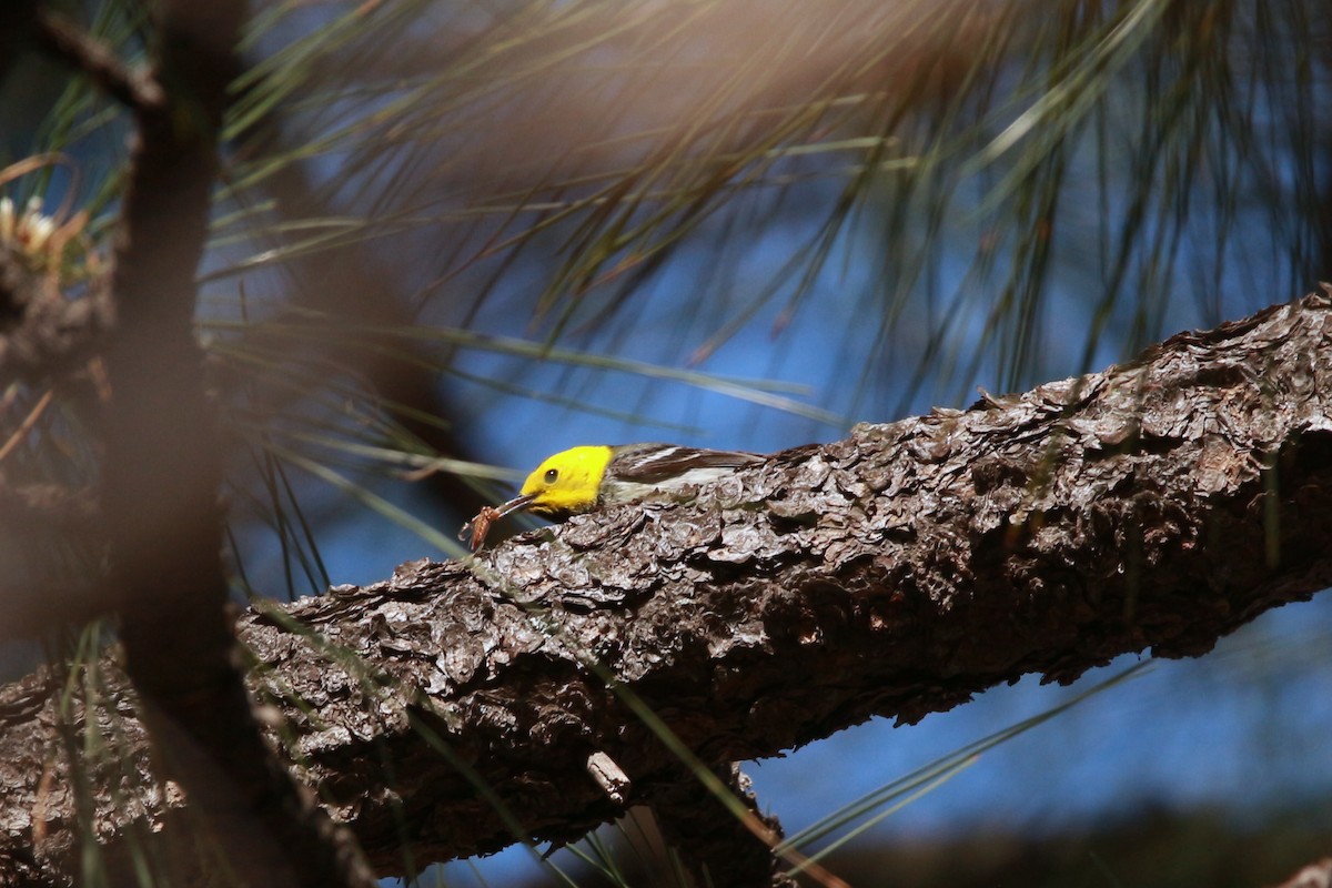 Hermit Warbler - Jesse Pline