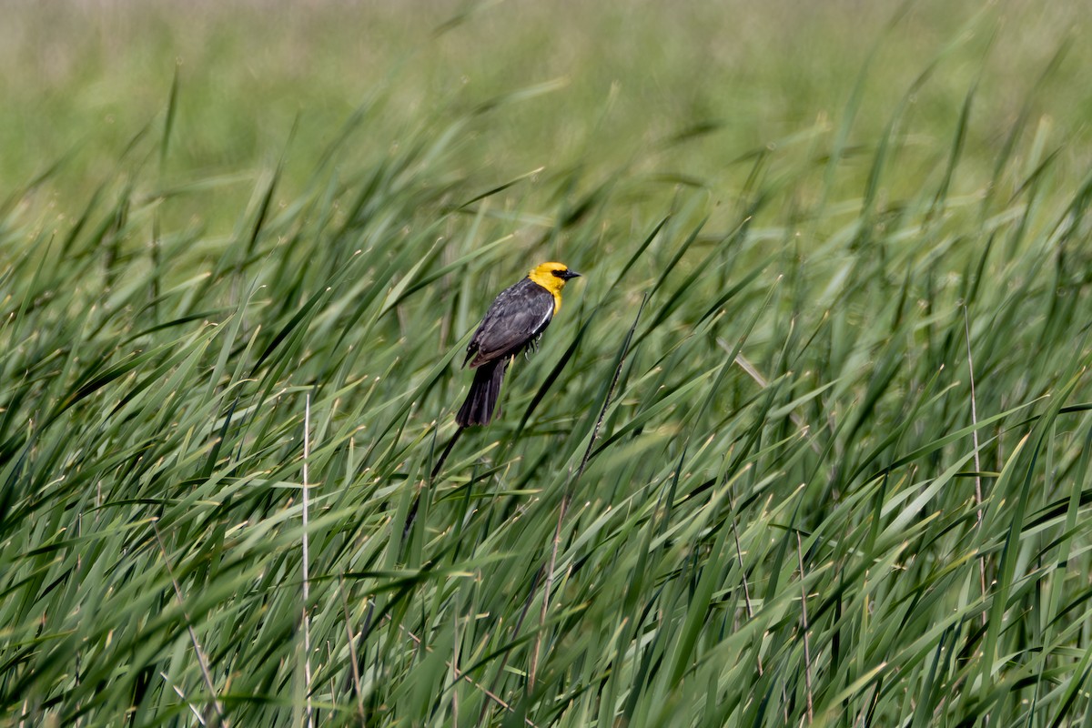 Yellow-headed Blackbird - Rosie Lynn