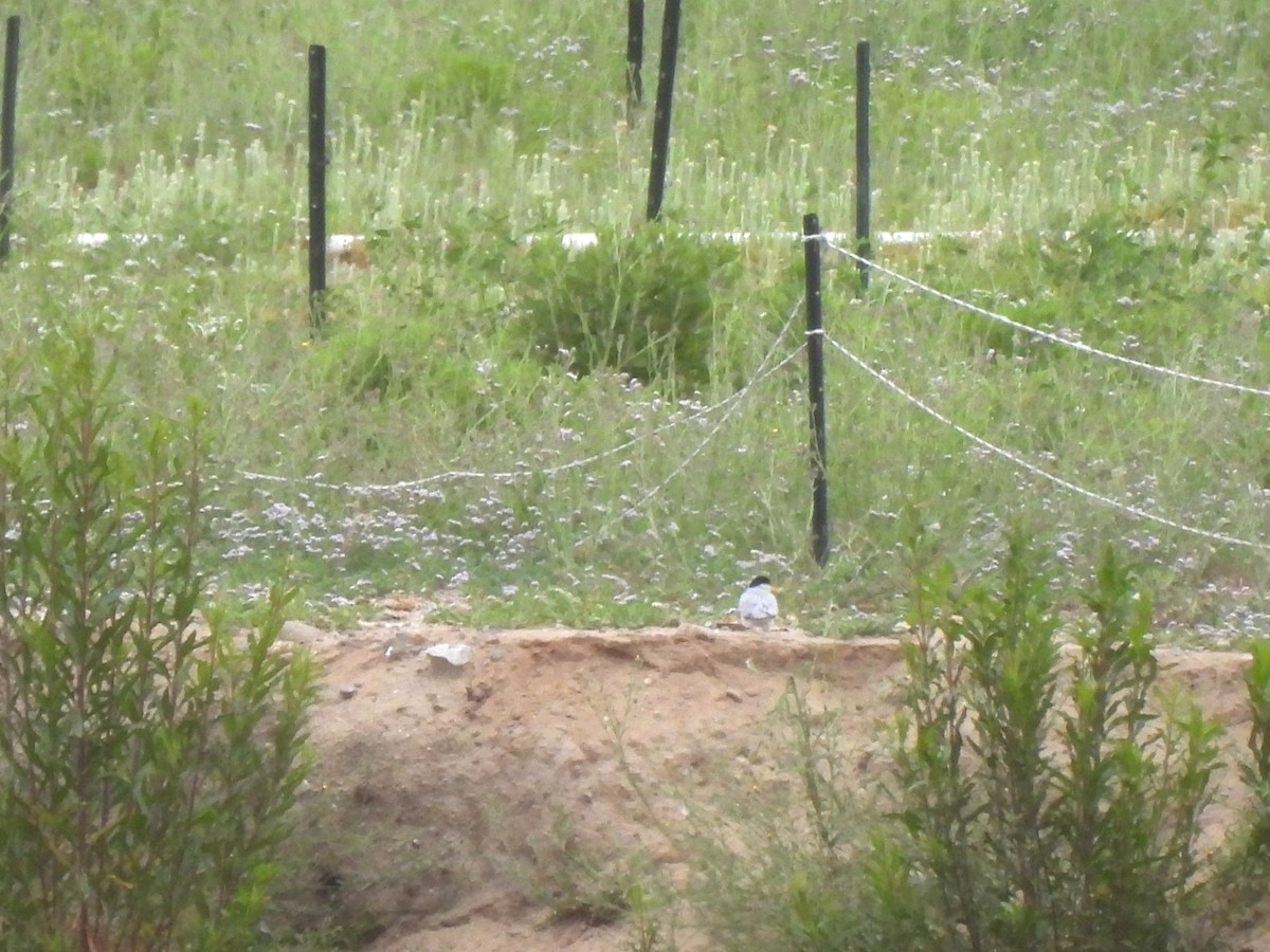 Least Tern - Kiandra Mitchell