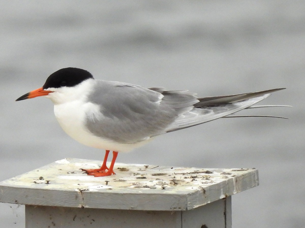 Forster's Tern - Kiandra Mitchell