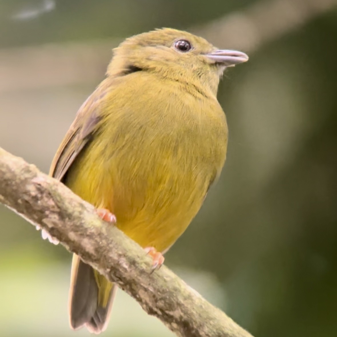 White-collared Manakin - Luis Enrique Fernández Sánchez