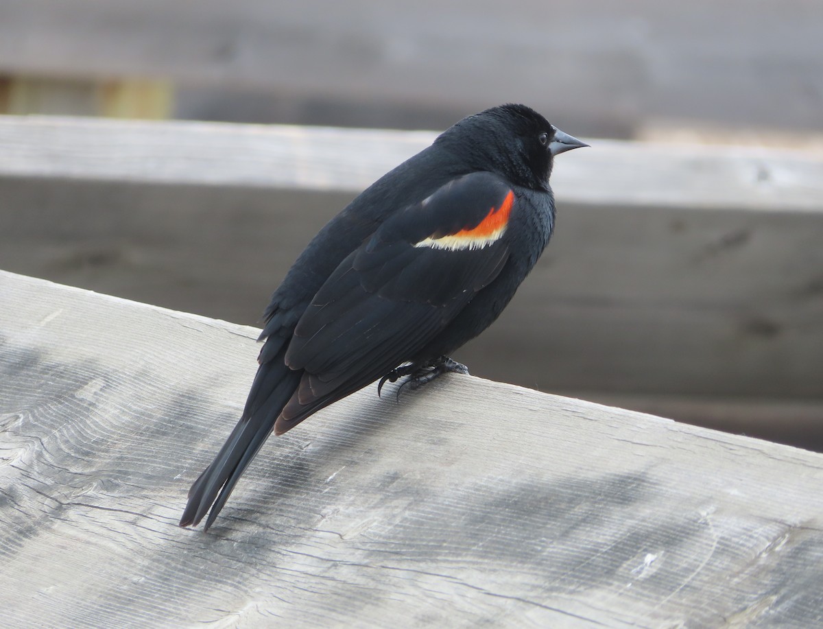 Red-winged Blackbird - Violet Kosack