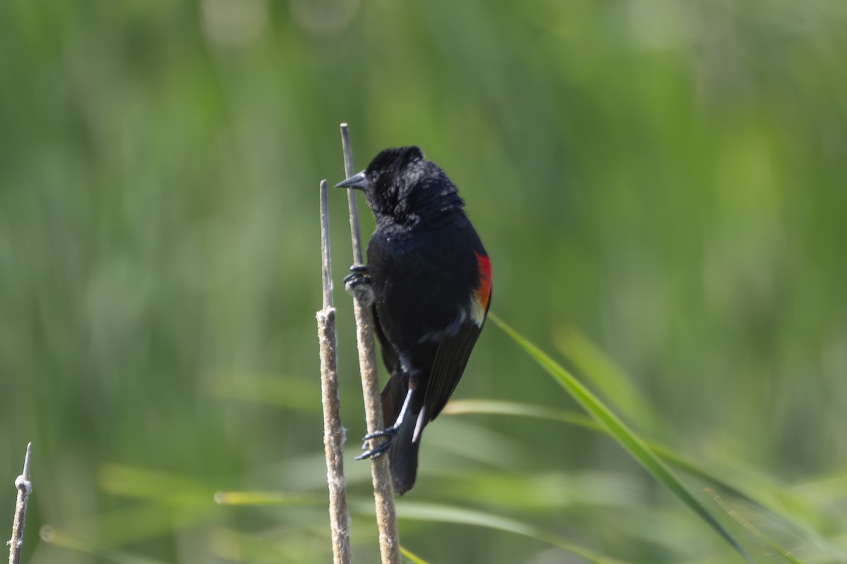 Red-winged Blackbird - Rosie Lynn