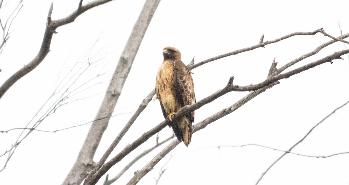 Red-tailed Hawk - ML619599164