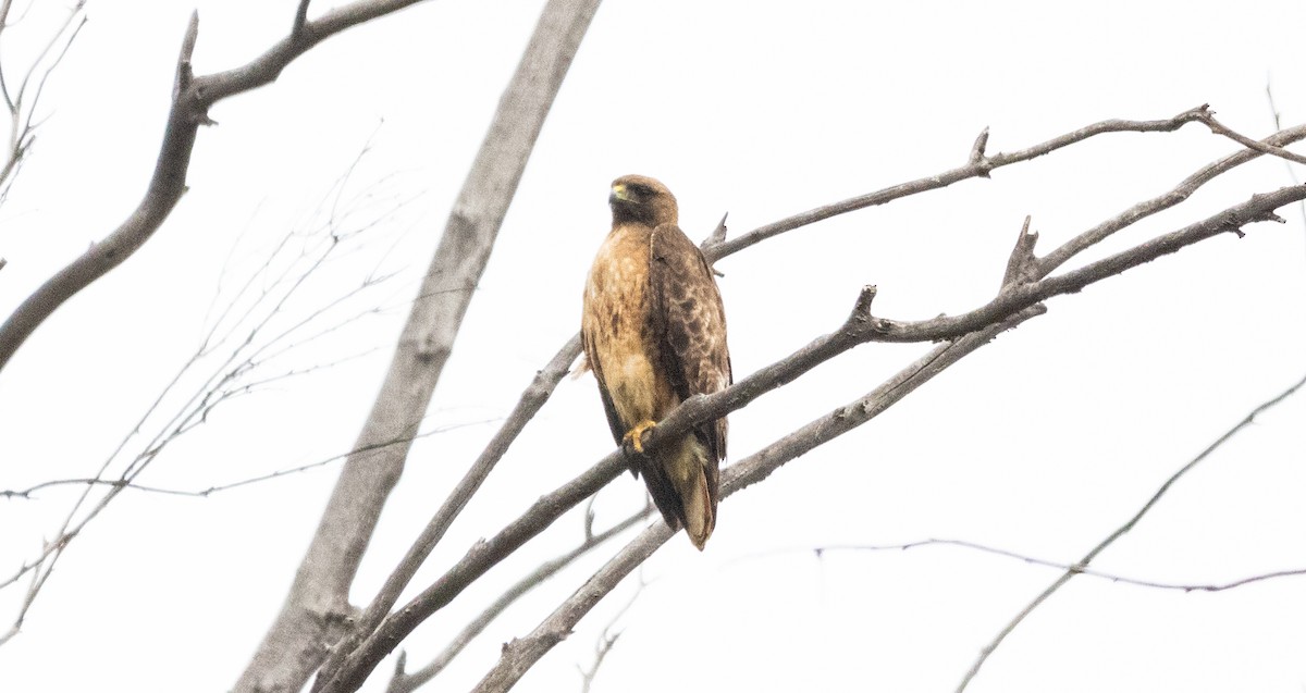 Red-tailed Hawk - Timothy Aarons