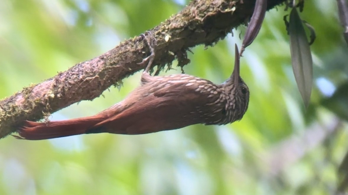 Streak-headed Woodcreeper - ML619599168