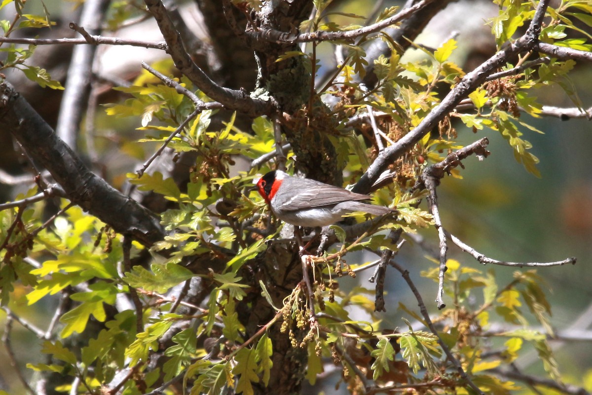 Red-faced Warbler - Jesse Pline