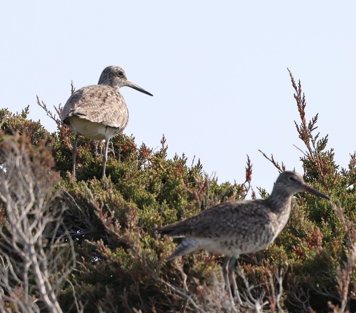 Willet - burton balkind