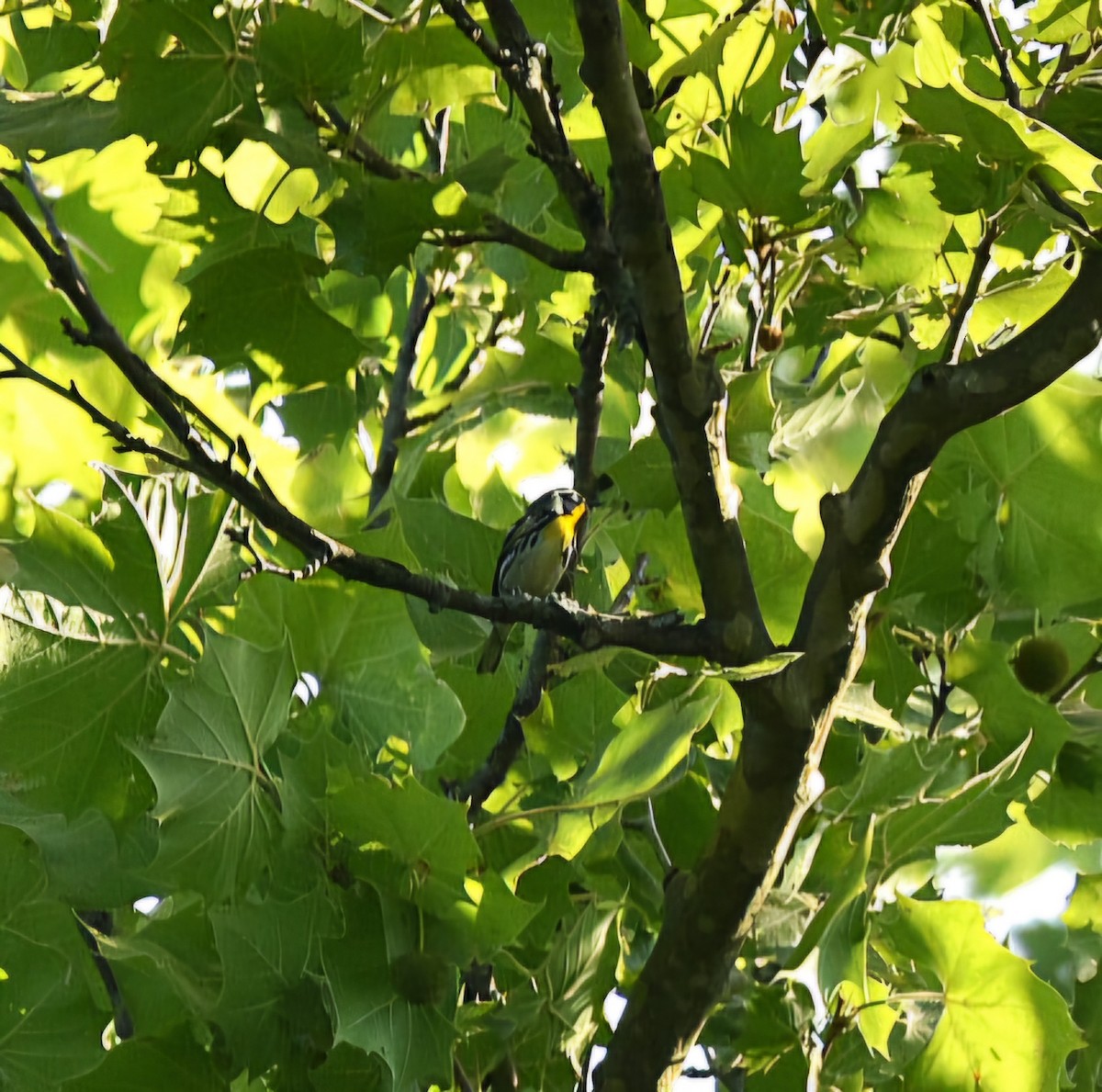 Yellow-throated Warbler - melinda champion