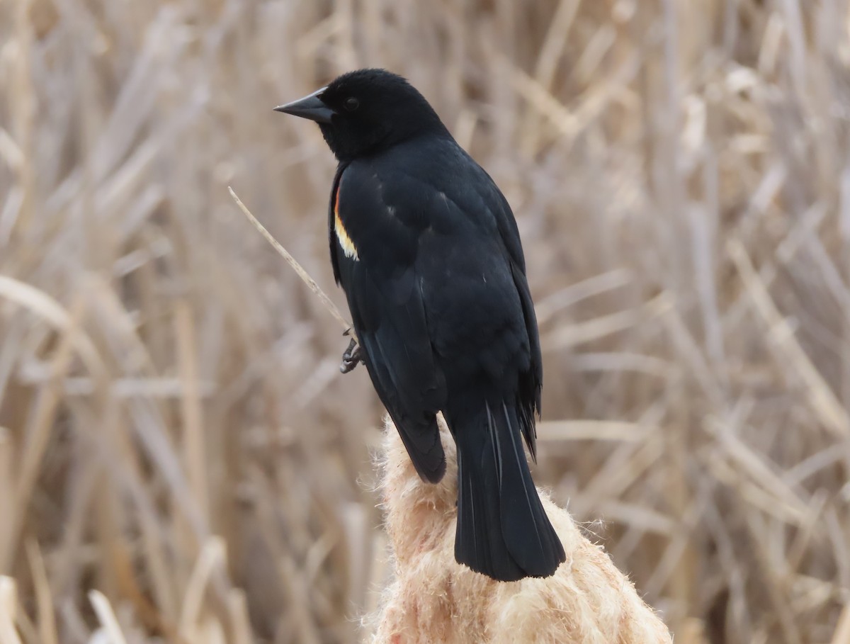 Red-winged Blackbird - Violet Kosack