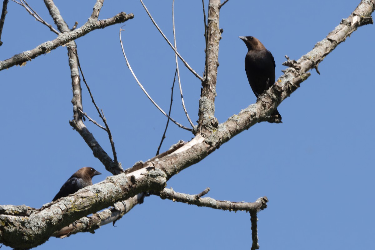 Brown-headed Cowbird - Rosie Lynn