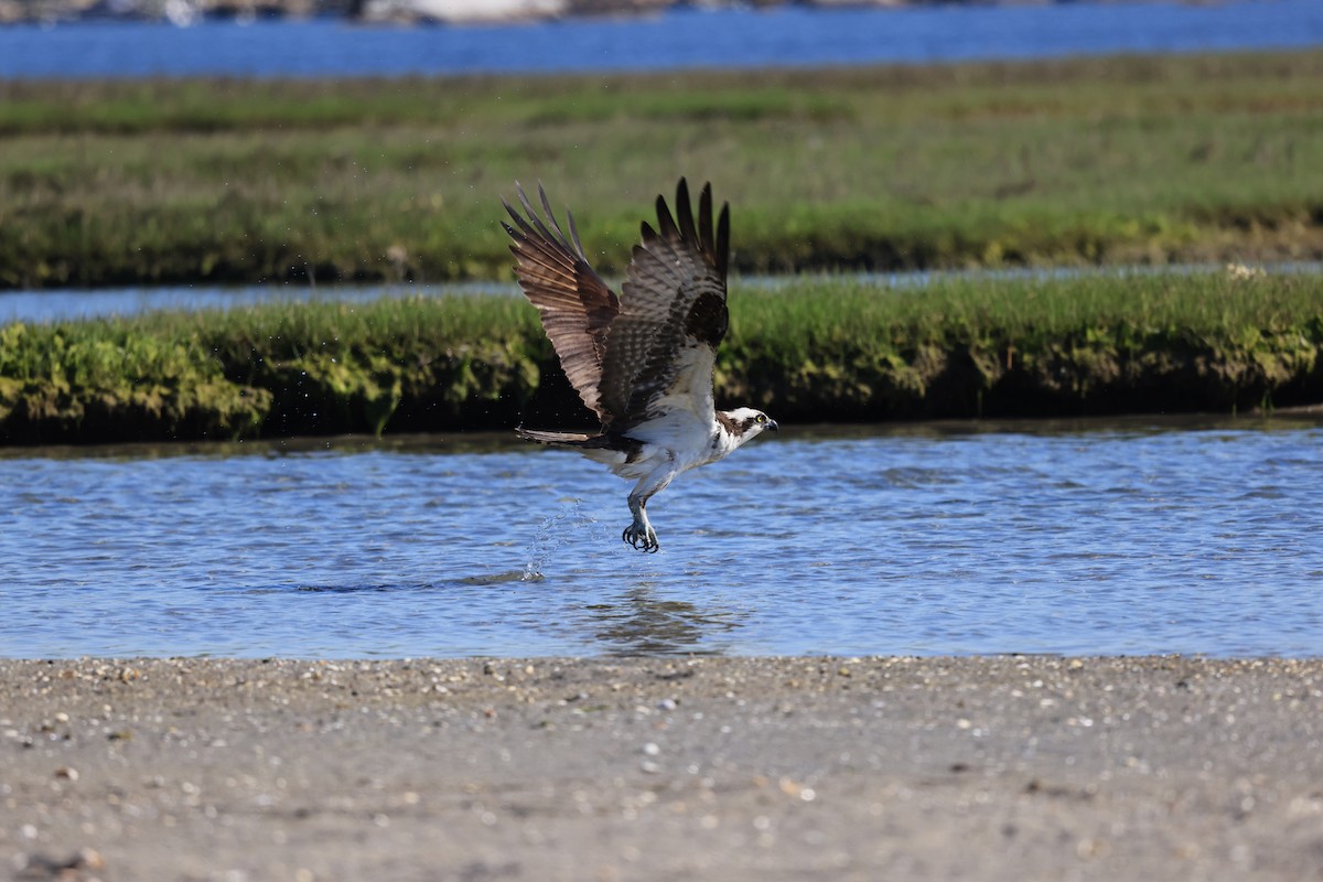 Osprey - Betsy Staples