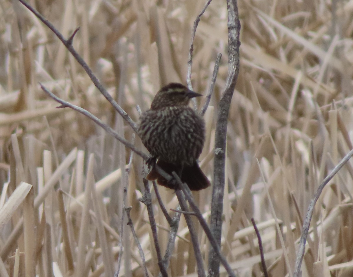 Red-winged Blackbird - Violet Kosack