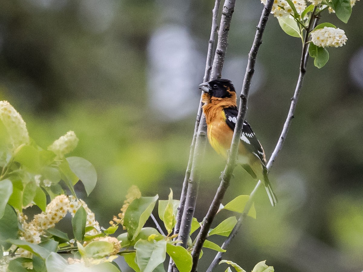 Black-headed Grosbeak - ML619599182