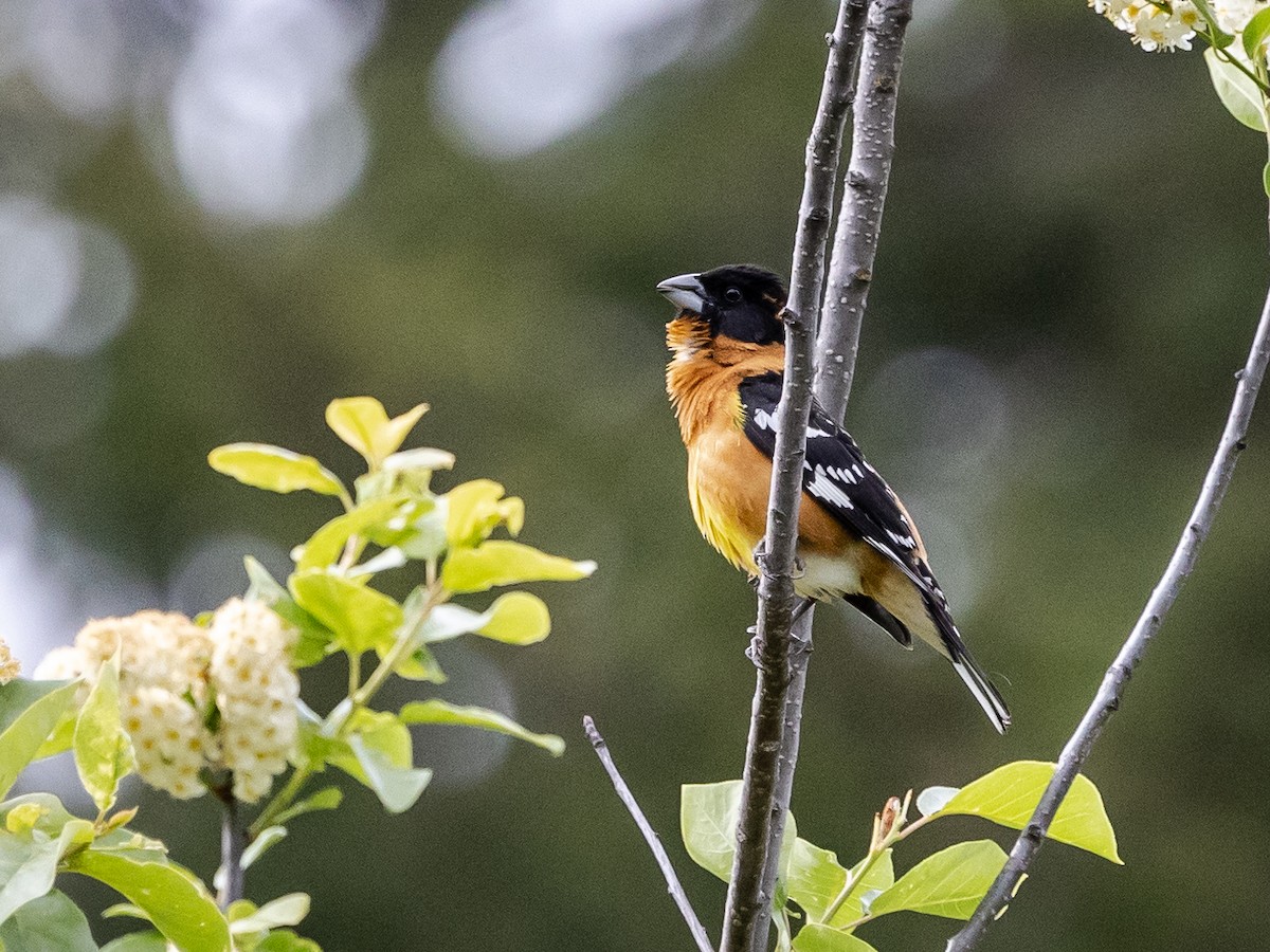 Black-headed Grosbeak - Nancy Schutt