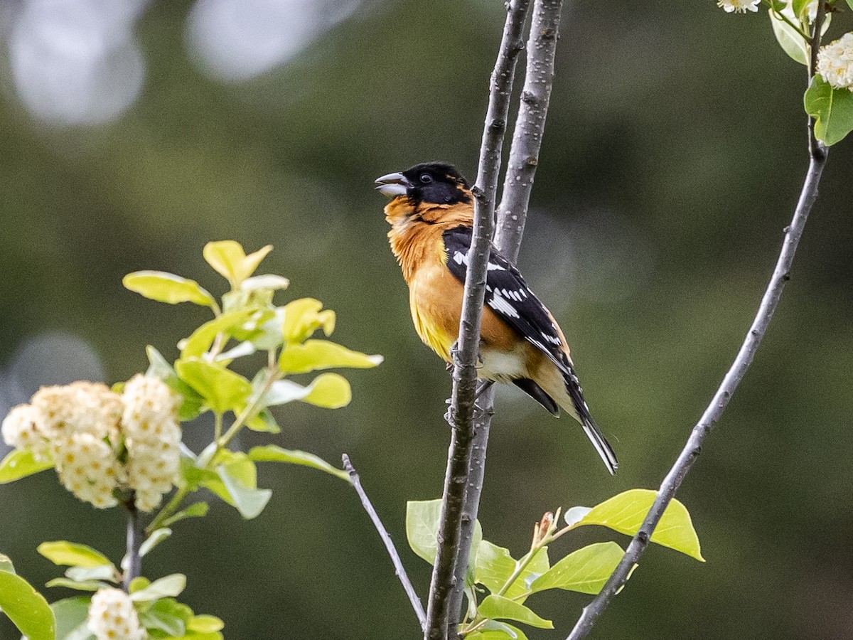 Black-headed Grosbeak - Nancy Schutt