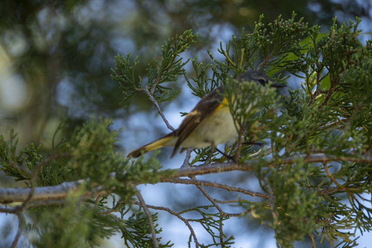 American Redstart - Rosie Lynn